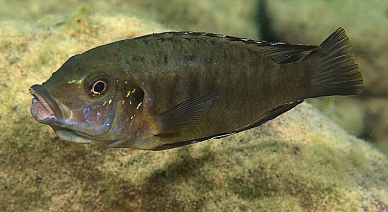 Petrotilapia mumboensis 'Mumbo Island'